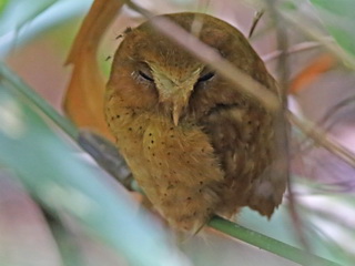 Serendib Scops Owl at Sinharaja