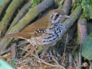 endemic Spot-winged Thrush