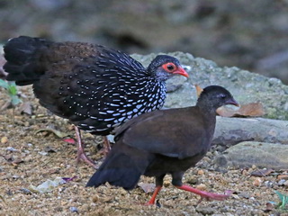 Sri Lanka Scrubfowl