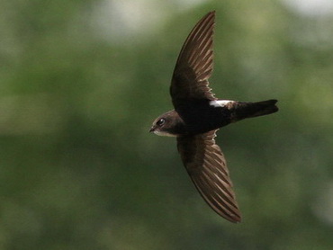 House Swift