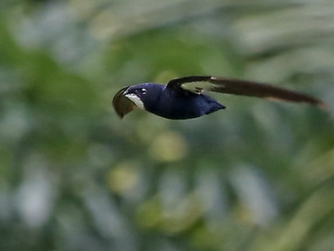 Philippine Needletail