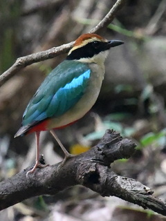 Fairy Pitta