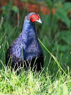 Mikado Pheasant