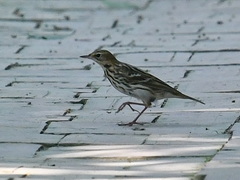 Petchora Pipit