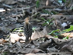 Petchora Pipit