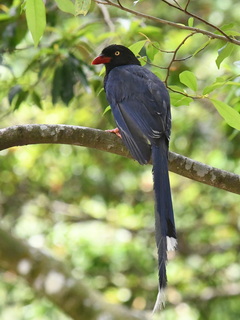 Taiwan Blue Magpie