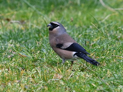 Taiwan Bullfinch