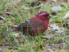 Vinaceous Rosefinch