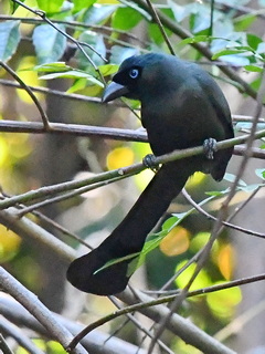 Racket-tailed Treepie