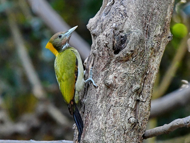 Greater Yellownape