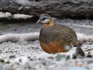 Scaly-breasted partridge