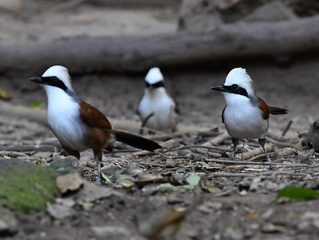 White-crested Laughingthrush