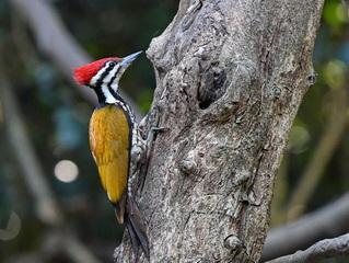 Common Flameback