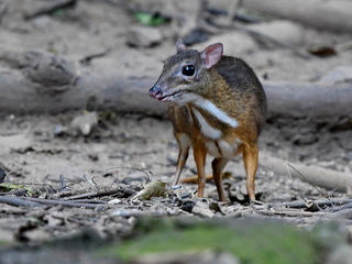 Lesser Mouse Deer