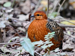 Ferruginous Partridge