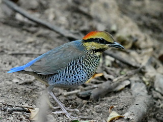 Blue Pitta at Kaeng krachan