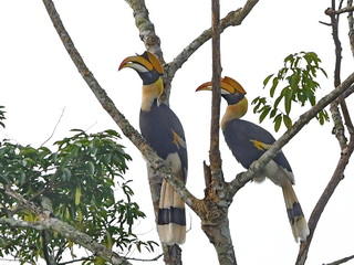 Great Hornbill at Kaeng Krachan