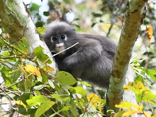 Dusky Langur