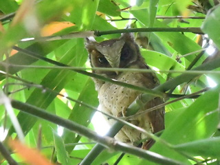 White-fronted Scops-Owl