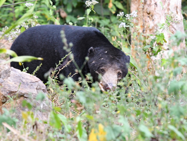 Sun Bear