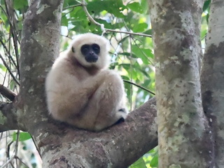 White-handed Gibbon