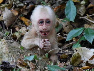 Stump-tailed Macaque