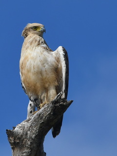 Crested Serpent Eagle