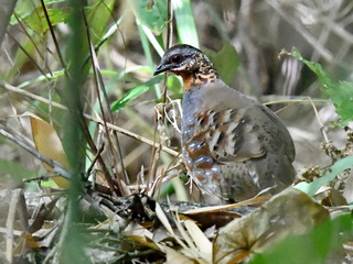 Rufous-throated Partridge