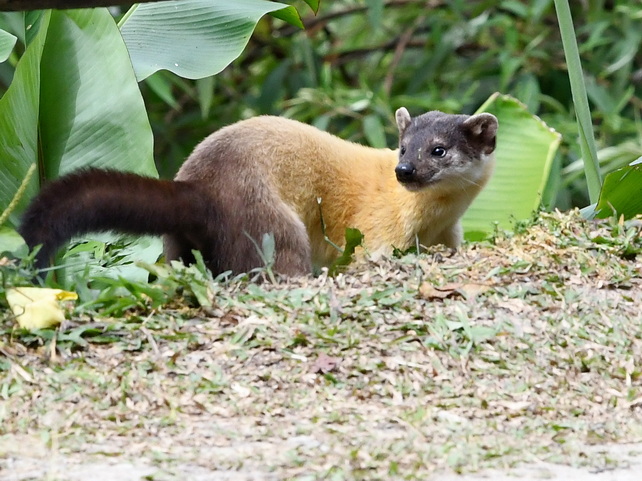 Yellow-throated Marten