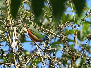 Pin-tailed Parrotfinch