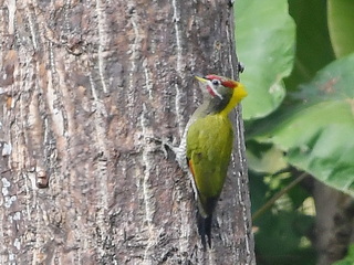 Lesser Yellownape