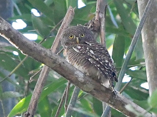 Asian Barred Owlet