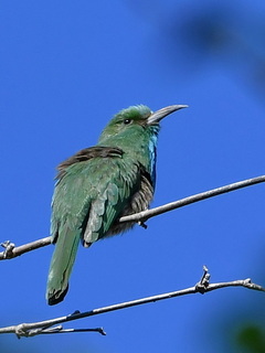 Blue-bearded
            Bee-eater