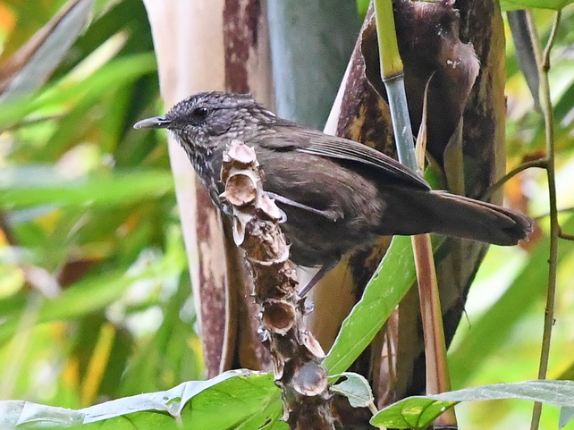 Variable Limestone Babbler