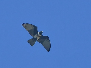 Black Baza