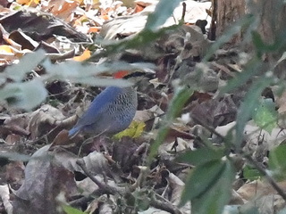 Blue Pitta