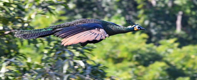 Green Peafowl