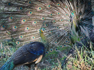 Green Peafowl