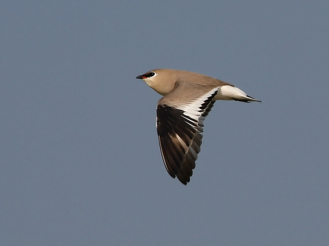 Small Pratincole