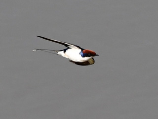 Wire-tailed Swallow