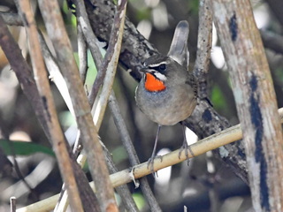 Siberian Rubythroat