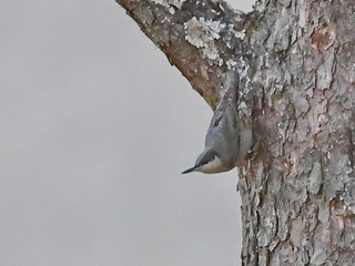 Giant Nuthatch