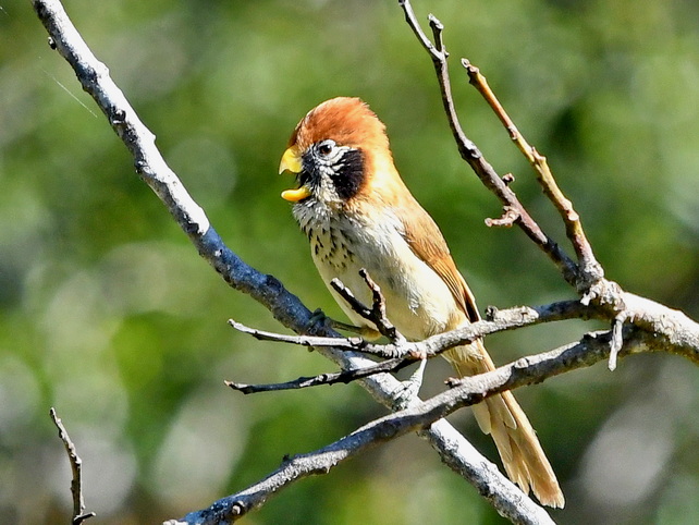 Spot-breasted Parrotbill