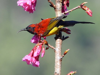 Gould's Sunbird