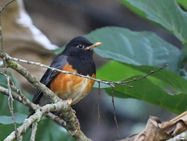 Black-breasted Thrush