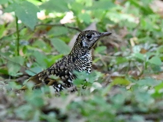 Scaly Thrush