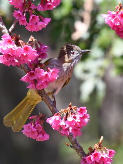 Mountain Bulbul