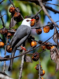 White-headed Bulbul