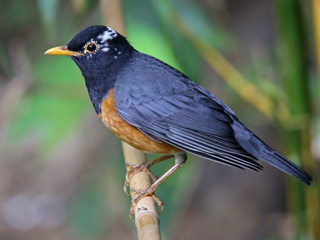 Black-breasted Thrush Doi Ang Khan