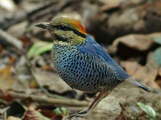 Blue Pitta Kaeng Krachan